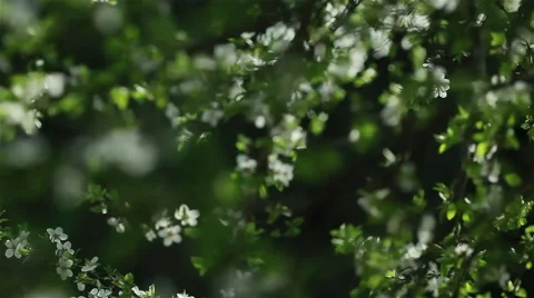 Branches of cherry tree with white blossoms in a dreamy spring garden Stock Footage 49115439