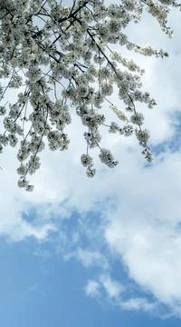 The branches of cherry tree with white blossoms against blue sky in early spring Stock Photos