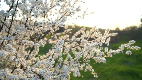 The branches of the cherry tree whose blooming white flowers sway in the blue Video stock 157747461