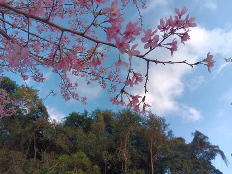 Branches of cherry trees flowers (Sakura) blossoming in warm winter in Hong Kong Stock Photos