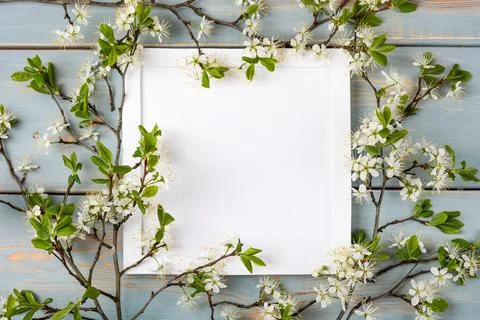 Branches of cherry white blossoms Stock Photos