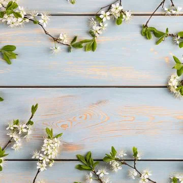 Branches of cherry white blossoms Stock Photos