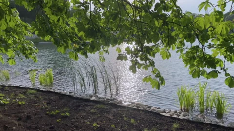 Branches with chestnut leaves Vidéo 245076191