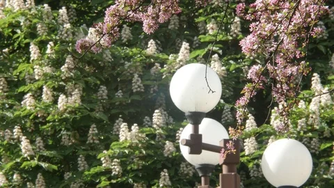 Branches of the chestnut tree and purple Japanese Sakura cherry with flowers and Stock Footage 77992895