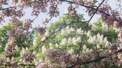 Branches of the chestnut tree and purple Japanese Sakura cherry with flowers and Video stock 77994951