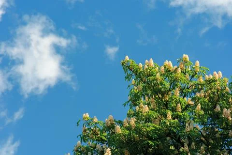 Branches of chestnut tree in blossom Stock Photos