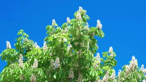 Branches of chestnut tree with flowers swaying in wind Video stock 334856644