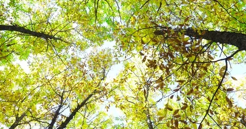 Branches of chestnut trees in autumn Stock Footage 82365202