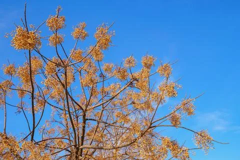 Branches of Chinaberry tree with yellow clusters of fruit against blue sky Stock Photos