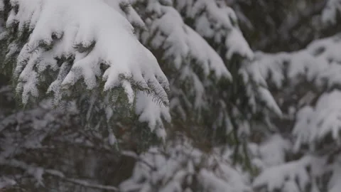 The branches of the Christmas tree are covered with snow. Video stock 145694141