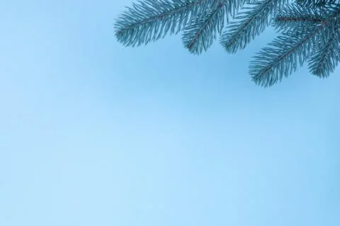 Branches of a Christmas tree on a blue background. The basis for the postcard. Stock Photos