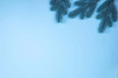 Branches of a Christmas tree on a blue background. The basis for the postcard. Stock Photos