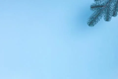 Branches of a Christmas tree on a blue background. The basis for the postcard. Stock Photos