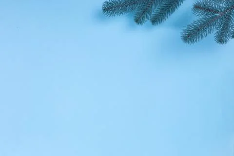 Branches of a Christmas tree on a blue background. The basis for the postcard. Stock Photos