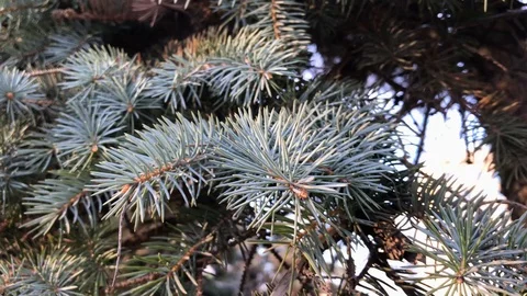 Branches Christmas tree close up. 1 Stock Footage 98367624