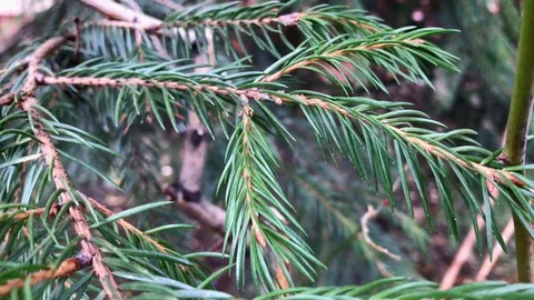 Branches Christmas tree close up. 1 Stock Footage 98490920