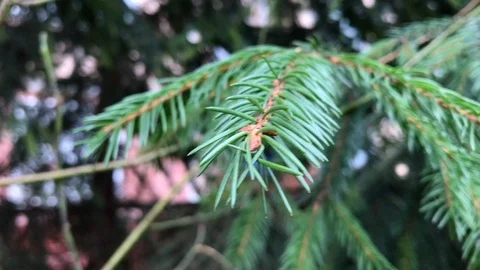 Branches Christmas tree close up. 10 Stock Footage 98490868
