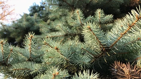 Branches Christmas tree close up. 11 Stock Footage 98367542