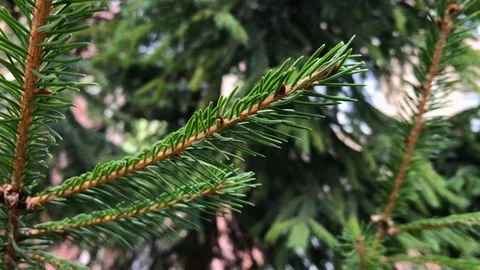 Branches Christmas tree close up. 11 Stock Footage 98490860
