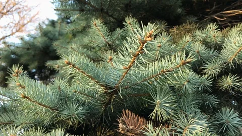 Branches Christmas tree close up. 12 Stock Footage 98367540