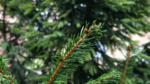Branches Christmas tree close up. 12 Video stock 98490856