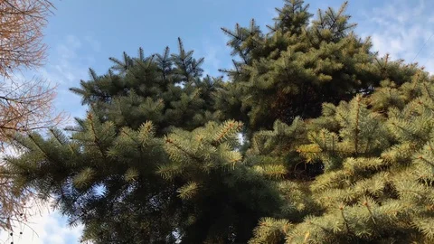 Branches Christmas tree close up. 13 Video stock 98367529