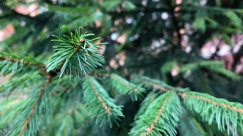 Branches Christmas tree close up. 13 Stock Footage 98490851