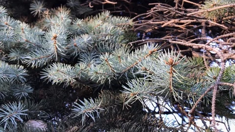 Branches Christmas tree close up. 14 Stock Footage 98367524