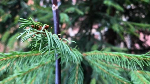 Branches Christmas tree close up. 14 Stock Footage 98490846