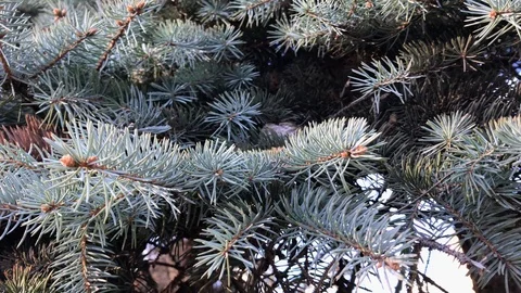Branches Christmas tree close up. 15 Stock Footage 98367522