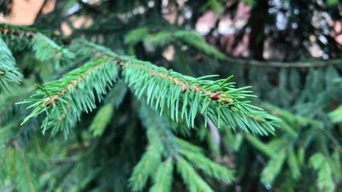 Branches Christmas tree close up. 15 Stock Footage 98490844