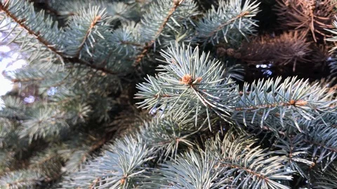 Branches Christmas tree close up. 16 Stock Footage 98367507