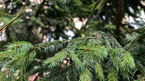 Branches Christmas tree close up. 16 Stock Footage 98490836