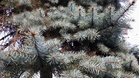 Branches Christmas tree close up. 17 Stock Footage 98367497