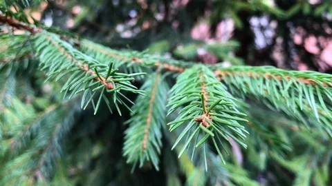 Branches Christmas tree close up. 17 Stock Footage 98490831