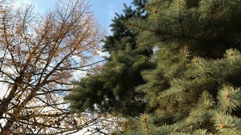 Branches Christmas tree close up. 18 Stock Footage 98367495