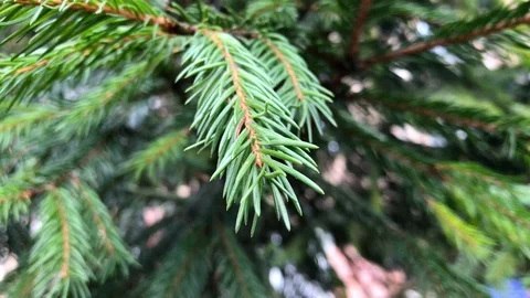 Branches Christmas tree close up. 18 Stock Footage 98490818