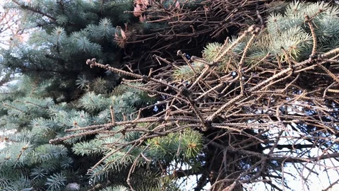 Branches Christmas tree close up. 19 Stock Footage 98367485