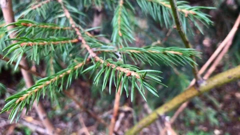 Branches Christmas tree close up. 19 Stock Footage 98490814