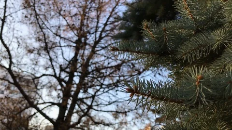 Branches Christmas tree close up. 2 Stock Footage 98367603