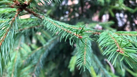 Branches Christmas tree close up. 2 Stock Footage 98490913