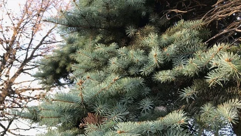 Branches Christmas tree close up. 20 Stock Footage 98367484