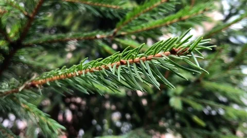 Branches Christmas tree close up. 20 Stock-Footage 98490803