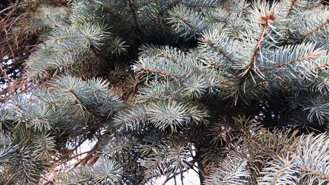 Branches Christmas tree close up. 21 Stock Footage 98367483