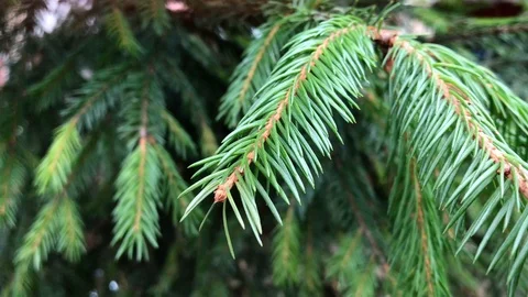 Branches Christmas tree close up. 21 Stock Footage 98490801