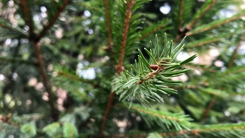 Branches Christmas tree close up. 22 Stock Footage 98490795