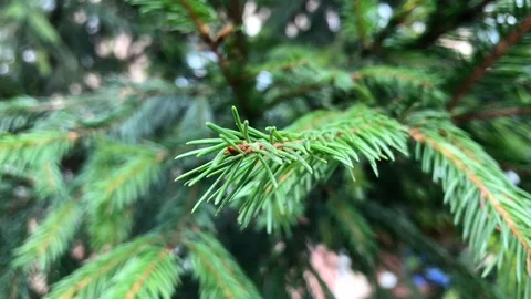 Branches Christmas tree close up. 23 Stock Footage 98490793
