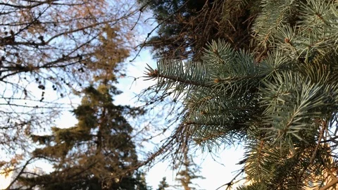 Branches Christmas tree close up. 3 Stock Footage 98367594