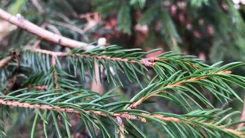 Branches Christmas tree close up. 3 Stock Footage 98490911