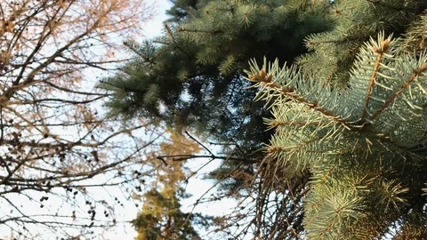 Branches Christmas tree close up. 4 Stock-Footage 98367592